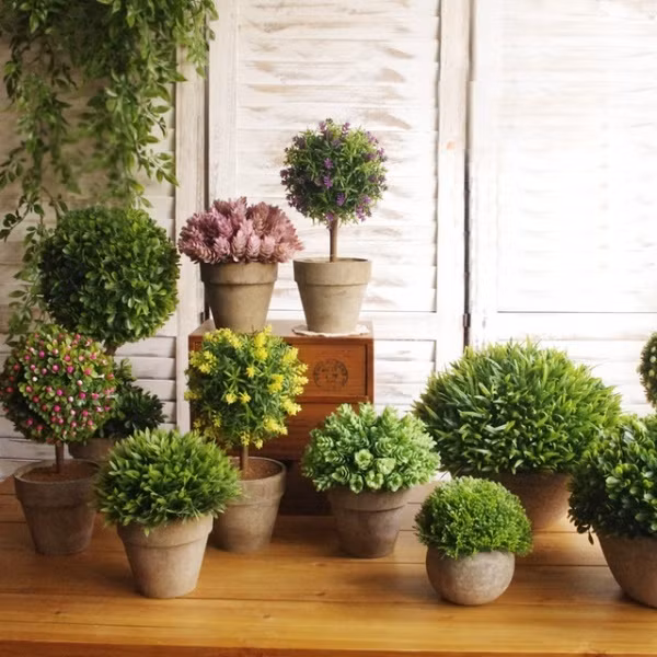Bạn có thể chọn lựa một góc để "tập trung" các chậu cây có hình dáng cơ bản giống nhau. Bạn nên chọn lựa những chậu cây dạng vòm hình tròn. Sự tròn đầy sẽ giúp năm mới của gia đình bạn thêm thuận lợi và viên mãn.