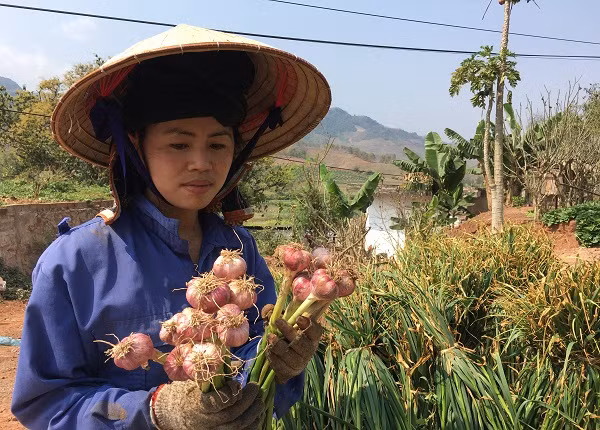 Người dân chủ yếu sử dụng các loại phân chuồng để bón cho cây. Ảnh: Dân Việt.