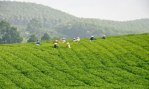 Chuyên tâm với cây chè, người dân Làng Bát, xã Tân Thành (Hàm Yên) đã từng bước đưa hương chè xứ Tuyên chinh phục những thị trường khó tính. Ảnh: Baotuyenquang.