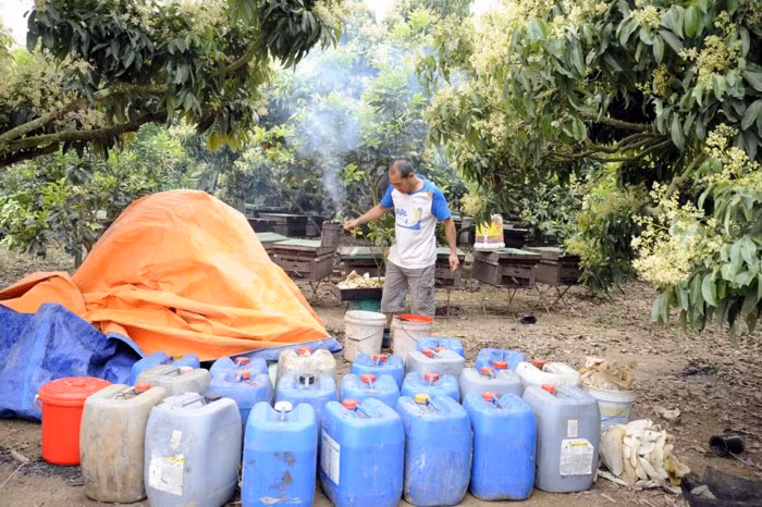 Hộ nuôi nhiều có tới 500 đàn ong, tạo nguồn thu ổn định cho gia đình. Ảnh: Baobacgiang.