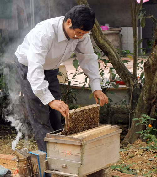 Những năm gần đây, mật ong mang lại thu nhập cao nên số hộ nuôi ong ngày càng tăng lên. Ảnh: Dân Việt.