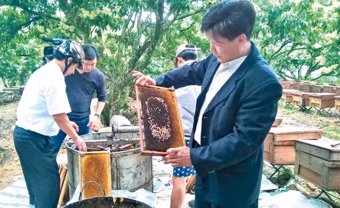 Từ đó mô hình kết hợp nuôi ong với trồng cây ăn quả trở thành phong trào lan rộng khắp nơi tại Bắc Giang. Ảnh: Baobacgiang.