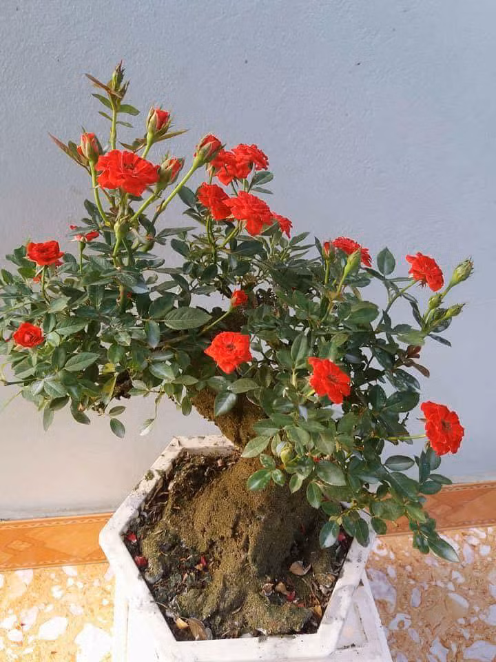 Những ngày gần Tết, thị trường cây cảnh đang rộ lên mốt chơi hoa hồng bonsai đắp rêu giả cổ độc đáo. Ảnh: FB Ngô Hồng Hạnh.