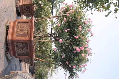 So với các dòng hoa nội địa khác thì hồng cổ có giá đắt hơn gấp nhiều lần. Vẻ đẹp tinh tế, sang trọng của các loại hoa này nhanh chóng được nhiều người ưa thích, tìm mua. Thậm chí nhiều gia đình còn thiết kế vườn hồng lên tới hàng trăm triệu đồng quanh nhà.