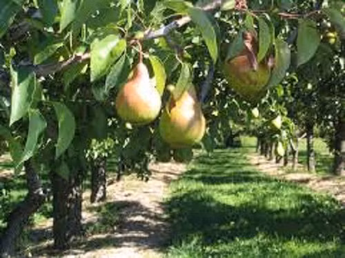 Tháng 5 - 9 hàng năm là mùa thu hoạch lê Nam Phi. Ảnh: AgriFutures Australia.