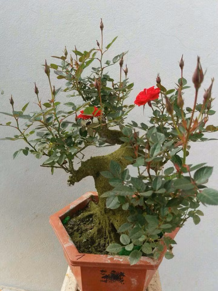 Lớp rêu phong giúp gốc hồng bonsai mang dáng vẻ cổ kính tựa như cây hàng trăm tuổi. Ảnh: FB Ngô Hồng Hạnh.