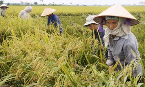Gạo Bồ Nâu là sản phẩm trồng tại cánh đồng Bồ Nâu, thôn Bạch Nao của xã Thanh Văn, huyện Thanh Oai, Hà Nội. Ảnh: Vietlinh.