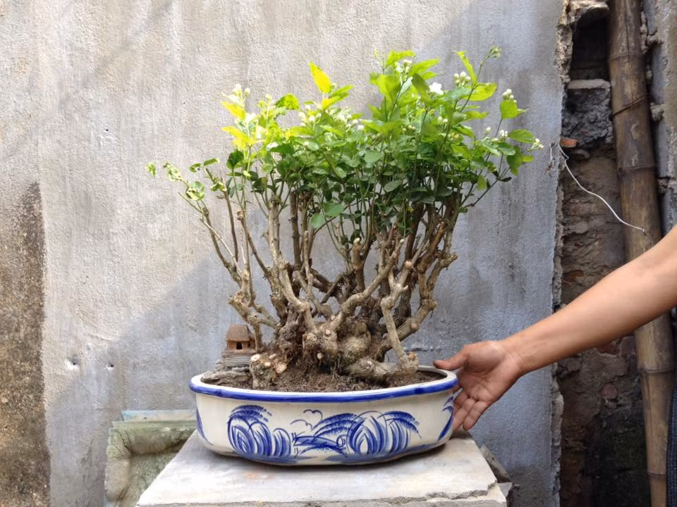 Bonsai hoa nhài đang bung rất nhiều nụ. Ảnh: FB Nguyễn Trung Bonsai.