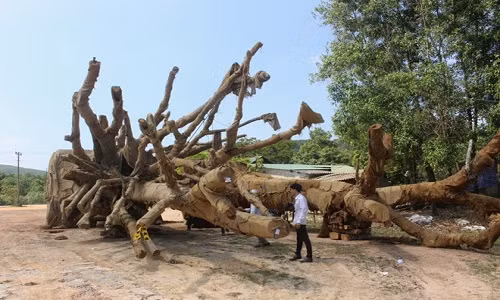 Số cây cổ thụ "khủng" đang bị Kiểm lâm Thừa Thiên - Huế tạm giữ.