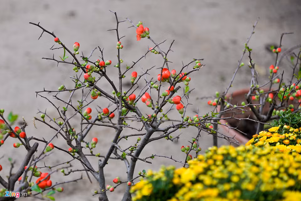 Trên phố này ít xuất hiện đào, quất, mai mà chủ yếu bày bán các loại thủy tiên, táo bonsai, đỗ quyên, lan, các loại chậu hoa treo giàn, cúc đại thọ…