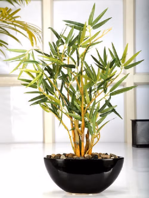 Tre bonsai mini có thể trang trí trên bàn trà, bàn làm việc hay bậu cửa sổ. Ảnh: Bonsai.