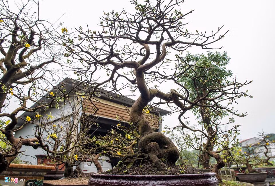 Đối với những người chơi mai kiểng thì gốc mai là điểm quý nhất và tạo nên nét độc đáo cho cây.