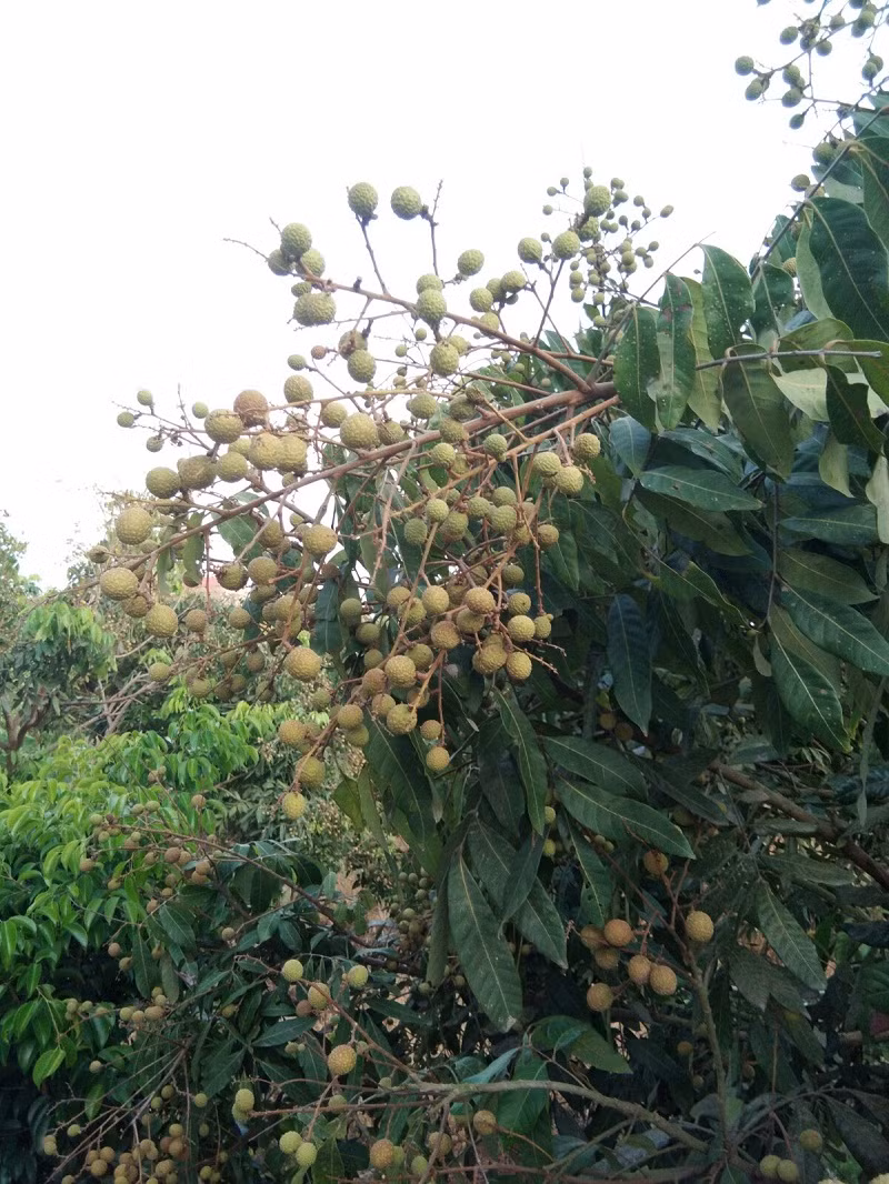 Trong đó, huyện Khoái Châu có khoảng 1.600 ha nhãn đã cho thu hoạch hàng năm, trong đó chủ yếu là giống nhãn chín muộn, được trồng nhiều ở các xã: Hàm Tử, Bình Minh, Đông Kết, Phùng Hưng.
