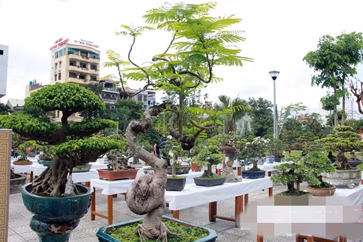 Phượng vĩ dáng rồng bay lạ mắt. Ảnh: VTC.