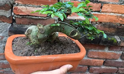  Bonsai duối mini có gốc to, xù xì. Ảnh: FB Ban của nhà nong.