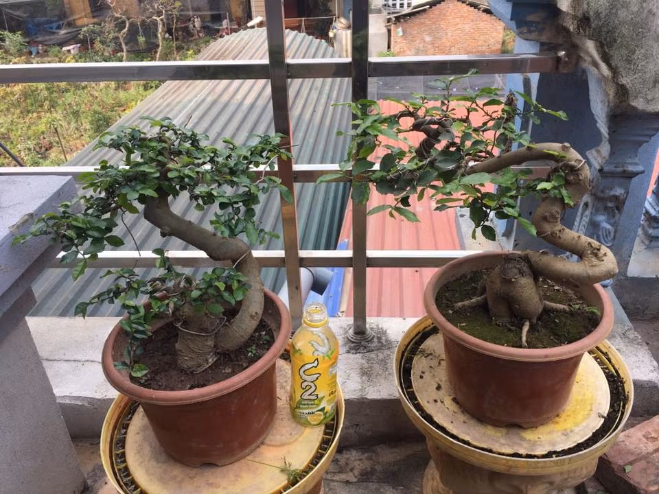 Khi thay lá, duối chỉ còn trơ thân. Đây là thời điểm để các nghệ nhân cây cảnh trổ tài. Ảnh: FB Ban cua Nha nong.