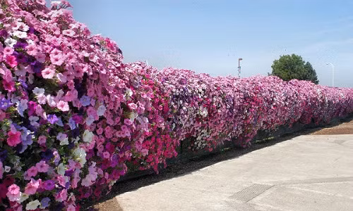 Hoa giấy là loại cây leo tốt dùng để trang trí cổng nhà, sân vườn và hàng rào. Ảnh: Hoadepvietnam.