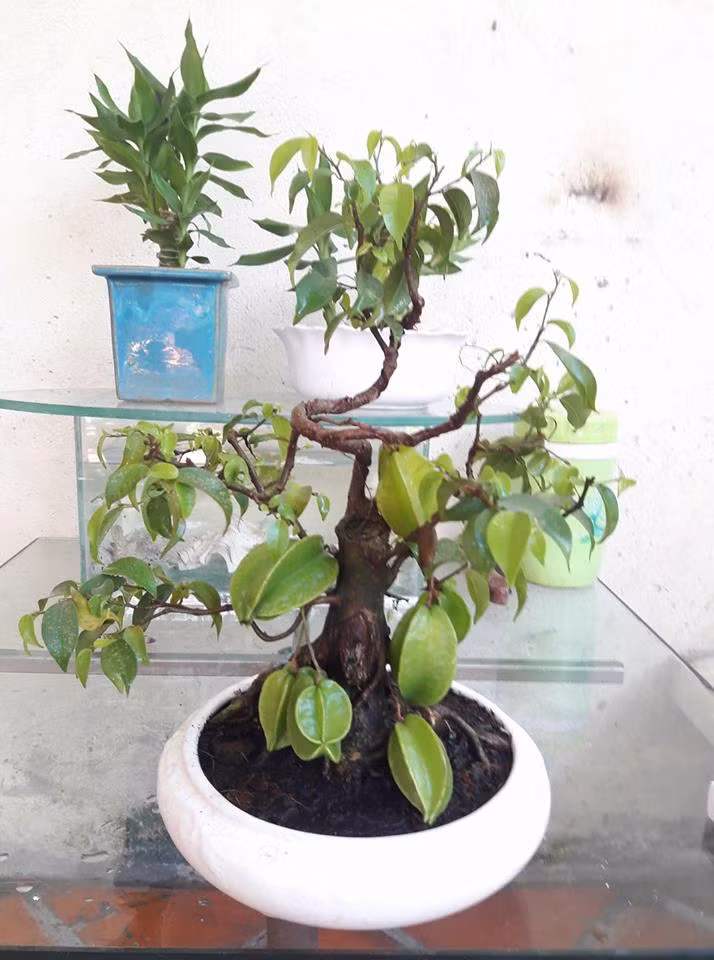 Thân cây mọc ra nhiều nhánh khỏe khoắn, uốn lượn rất đẹp mắt. Ảnh: FB Trung Le.