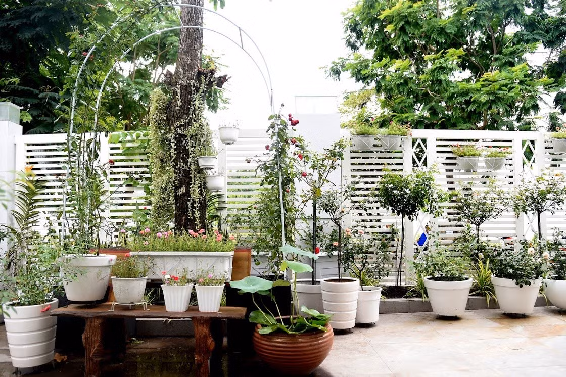Riêng mảnh sân trước cửa được Quyền Linh biến thành một vườn hoa hồng với nhiều loài hoa nhập từ nước ngoài như Nhật Bản, Hàn Quốc, Thái Lan… Những giống hoa này được Quyền Linh tìm hiểu và đặt hàng trước mới mong có được loài hoa ưng ý.
