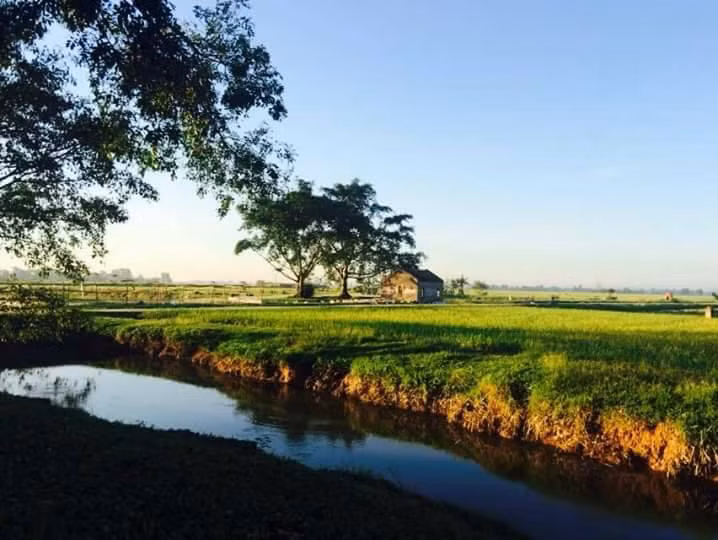 Mưa trút xuống cánh đồng Bồ Nâu thường muộn hơn các nơi khác. Thổ nhưỡng và khí hậu đặc biệt khiến cho đặc sản gạo Bồ Nâu có sự thơm ngon đặc biệt. Ảnh: FB Nguyễn Sáng.