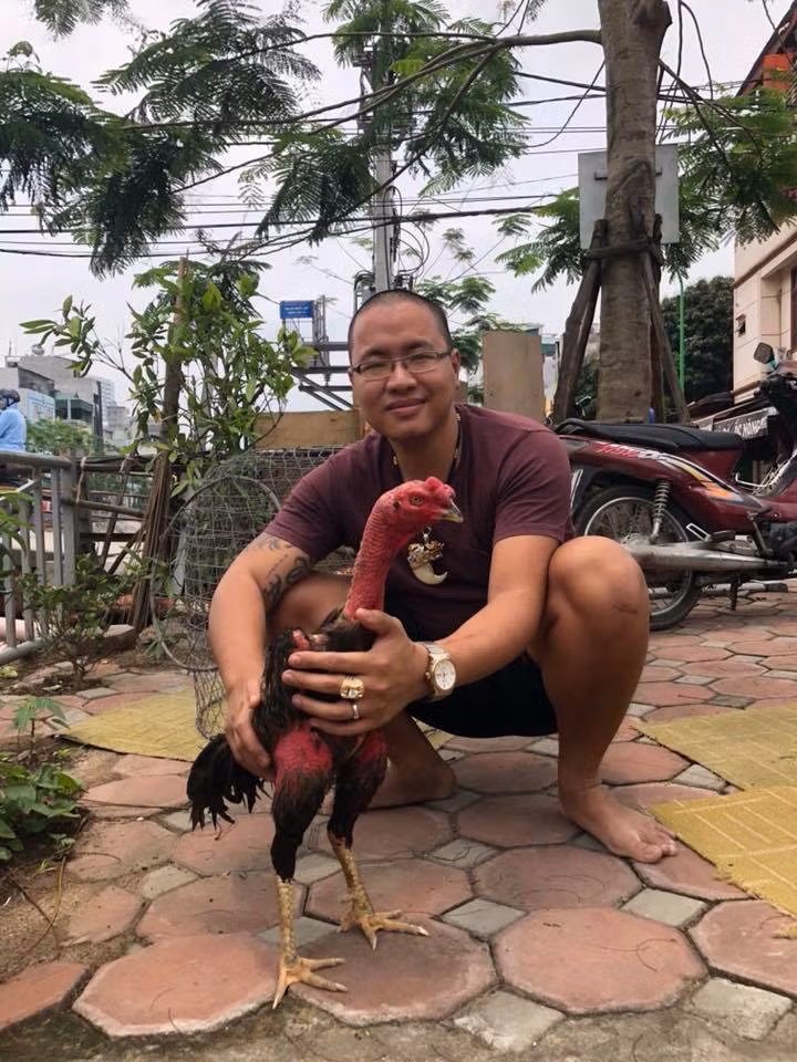 Trong tuần, gà chọi của Nam còn đượ "xông hơi", "tắm nghệ" để tăng cường sức đề kháng. Ảnh: FB Nguyễn Hoài Nam.