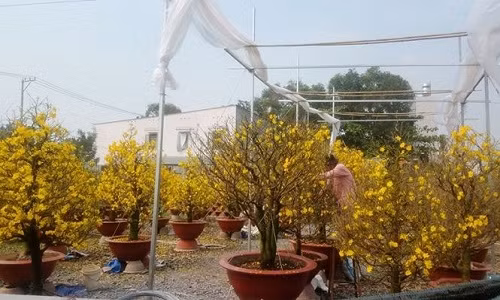 Ngày 3/2, ghi nhận của phóng viên Tiền Phong trên địa bàn quận Thủ Đức, TPHCM, nơi được mệnh danh là vựa mai của thành phố với những vườn mai nổi tiếng nhất, có những gốc mai đẹp nhất đang tất bật những khâu cuối cùng để chuyển mai đến tay khách hàng.