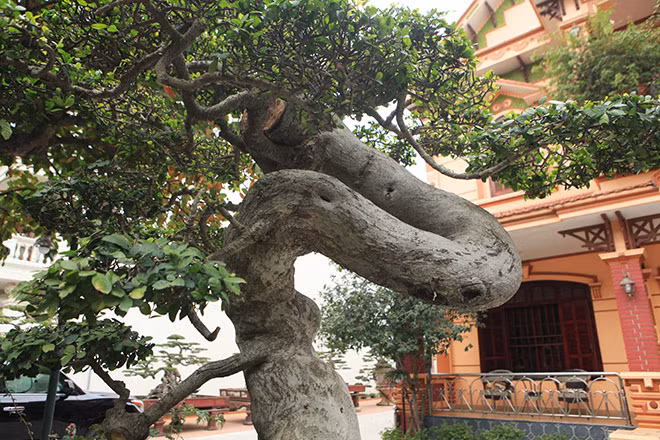 Thân cây nhỏ dần từ gốc lên ngọn, bông tán mọc hài hòa. Ảnh: Dân Việt.