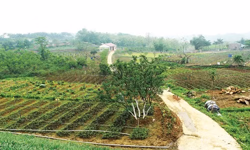 Chủ trang trại rau hữu cơ này là chị Trương Kim Hoa. Chị Hoa đã từ bỏ cuộc sống tấp nập ở Thủ đô để lên núi làm trang trại với mong muốn tạo ra sản phẩm nông nghiệp sạch cung cấp cho người dân. Ảnh: Trangtraiviet.