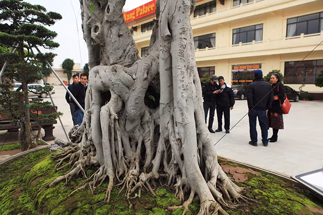 Vị đại gia này lý giải, mặt trước của cây, ở đoạn thân chính có một phần thân vồng lên, thắt tròn tựa như cái đai (phần thắt lưng) của nhà vua, nhiều rễ phủ xuống từ phần đai này cắm xuống đất tạo thành nhiều hang hốc.