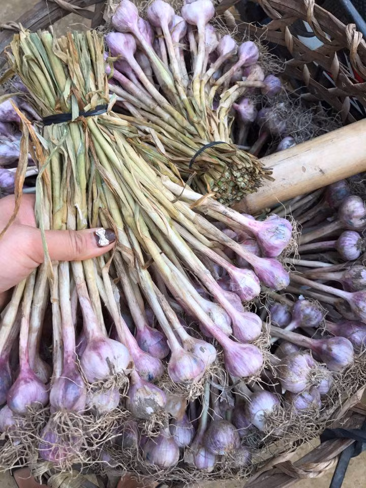 Vài năm gần đây, huyện Yên Châu (Sơn La) nổi tiếng khắp nơi với thương hiệu tỏi tía. Ảnh: Vatgia.