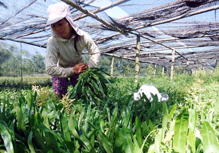 Rau mùi tàu có ưu điểm dễ trồng, ưa vùng đất bùn, có nước quanh năm, trồng một lần có thể thu hoạch nhiều lứa, nên đầu tư ít. Ảnh: NNVN.