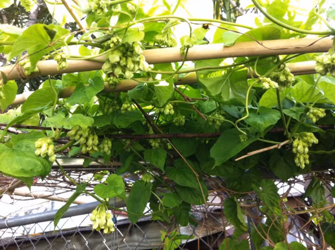 Thiên lý không có tua cuốn như mướp hay bầu mà leo bằng dây. Ngoài việc bắt giàn, nên hướng nhánh để cây mọc theo hướng thích hợp, kín giàn và không bị quấn cành. Ảnh: Toquoc.