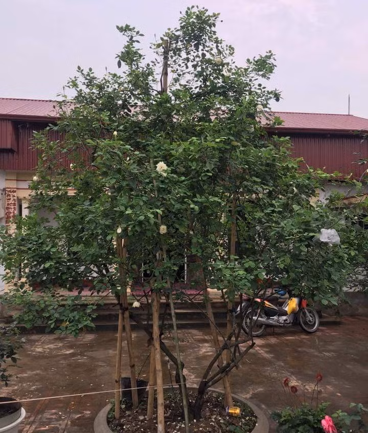 Cây hồng cổ nội địa có tên mĩ miều "bạch ngọc tỉ" được anh Nguyễn Sinh Ngọ (Hải Dương) bán cho một đại gia với giá 50 triệu đồng. Ảnh: Dân Việt.