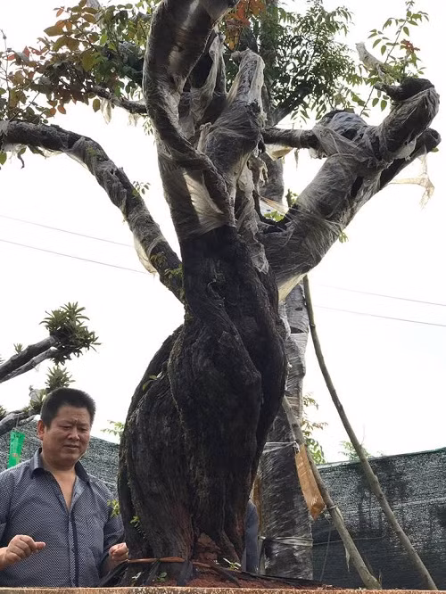 Gốc cây không thẳng đứng mà xoắn vào nhau hoàn toàn tự nhiên, rất hiếm thấy. Ảnh: Vietnamnet.