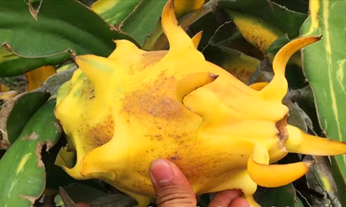 Ban đầu, có thể do đột biến gene, một cây thanh long trong vườn nhà ông Biết có thân màu vàng, cho trái cũng màu vàng. Thấy lạ, ông Biết đem chiết nhánh, nhân giống lên tổng cộng 116 gốc. Ảnh: Viencaygiongtrunguong.