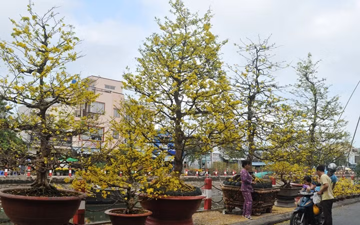 Các cây mai khủng này vẫn còn nguyên thủy, chưa cắt ghép (Ảnh: Dân trí)