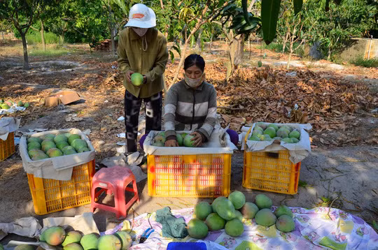 Theo thông tin trên báo Người lao động, dịp tháng 2/2015, nhiều nhà vườn ở huyện Cam Lâm, Khánh Hòa trồng được xoài Úc nghịch vụ nên có giá cao kỷ lục. Ảnh: Người lao động.