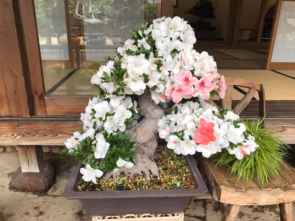 Đỗ quyên trắng đặc trưng cho sự tinh khiết, lịch sự và đúng mực. Ảnh: Bonsai Nhật Bản.