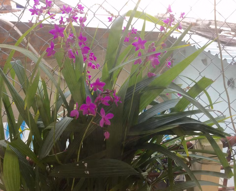 Phong lan tím đẹp hút mắt.