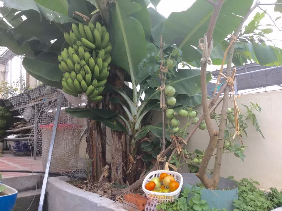 Chuối được bác Mai trồng từ cây giống trong chậu đúc bê tông khoảng 1m2.