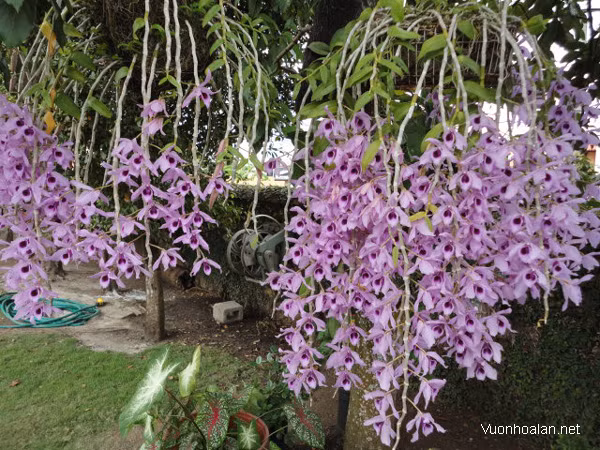 Lan giả hạc có mùi thơm dễ chịu. Hoa nở 7-10 ngày mới tàn, khi hoa tàn vẫn còn mùi hương. Mỗi kg lan giả hạc gần 1 triệu đồng. Ảnh: Vườn hoa lan.