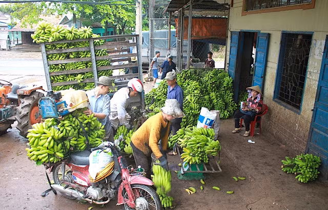 Theo bà con địa phương, chưa năm nào thương lái lại về nhà vườn sớm như năm nay. Ảnh: Traicaydungmap.