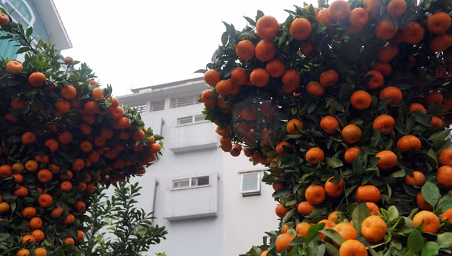 Các cành cây được bó, tạo dáng lộc bình bằng các sợi thép nhỏ.