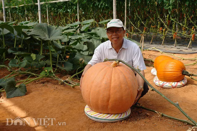 Hai trong số những khu vườn sở hữu nhiều loại củ quả độc, lạ không biết khiêm tốn và được khách tham quan thích thú nhất là khu vườn của ông Lê Hữu Phan (53 tuổi, Hồ Xuân Hương, Đà Lạt, Lâm Đồng) với những quả bí khổng lồ và anh Nguyễn Định (phường 8, TP. Đà Lạt) với giàn dưa hấu pepino treo lơ lửng và dưa leo Hà Lan dài vài chục cm.