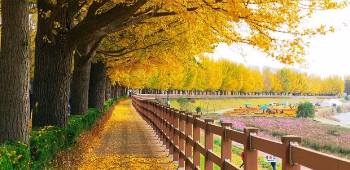 Ngoài ra, tháng 9 cũng là thời điểm lý tưởng để khám phá vẻ đẹp của mùa thu Hàn Quốc. Ảnh: Sohatravel.