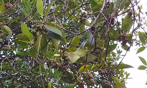 Từ bao đời nay, người dân Văn Quan đều sống dựa vào cây hồi. Ảnh: Dân Việt.