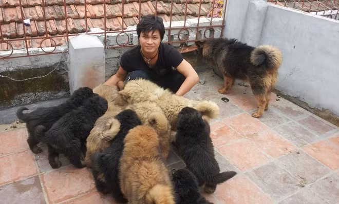 Sau 4 năm vất vả, đến nay Hoàng có hai mô hình trang trại chó Ngao Tây Tạng với số lượng khoảng 30 con, mỗi con giá khoảng vài triệu cho đến 1 tỷ đồng. Ảnh: Zing.