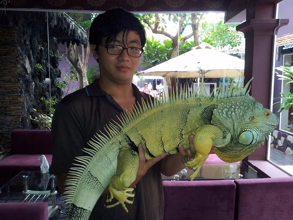 Cự đà Nam Mỹ được giới trẻ ưa chuộng bởi dáng vẻ hầm hố, màu sắc bắt mắt. Ảnh: Pop Pet Shop.