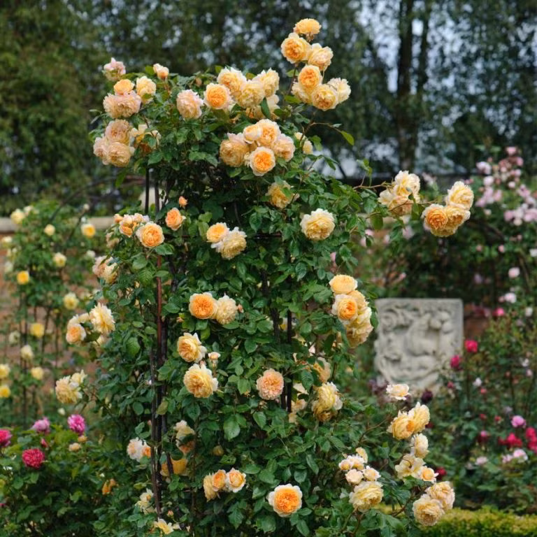 Hoa hồng leo Crown Princess Margareta 1 có màu cam đào, thơm lừng mùi trái cây. Cây dễ tạo dáng vòm cung, thích hợp làm đường viền chậu hoa. Ảnh: Hongleocolong.