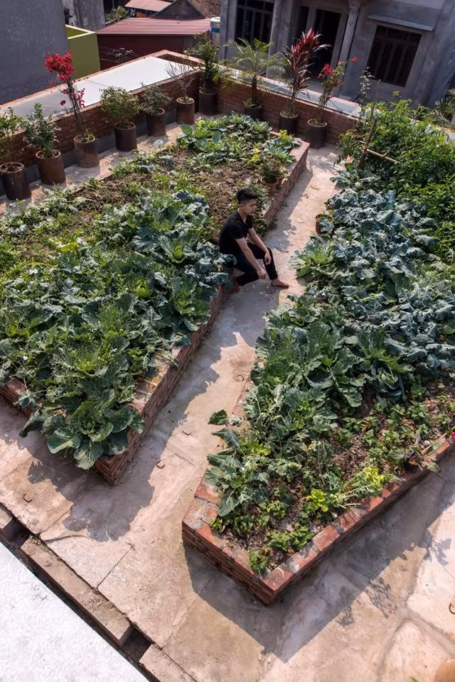 Vườn rau thiết kế gọn gàng, đẹp mắt trên sân thượng. Nguồn ảnh: Nguyen Tien Thanh.